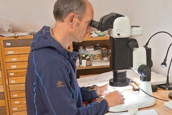 Mann beobachtet Wildbienen unter einem Mikroskop